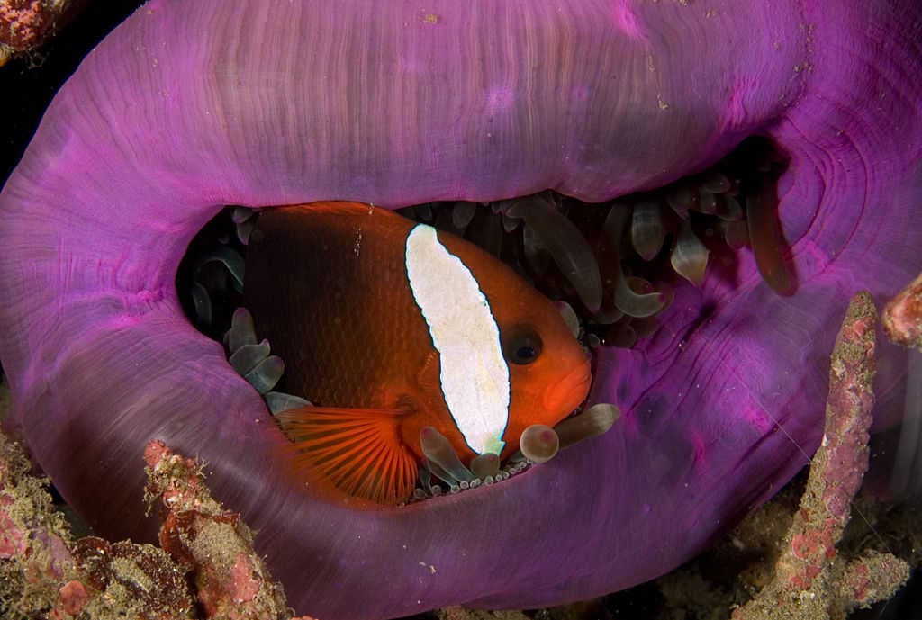 5 asombrosas especies de peces payaso