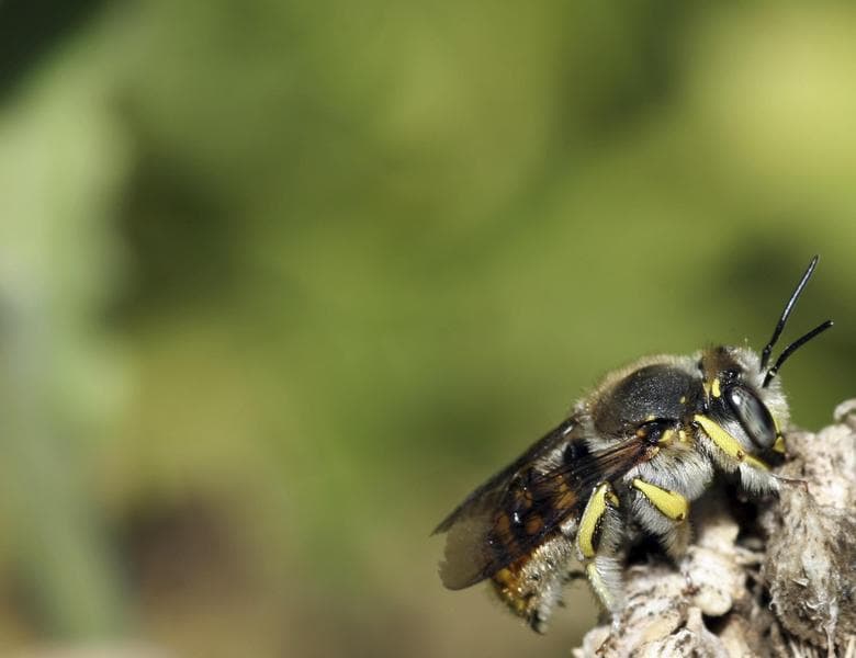 5 curiosos animales que viven de los cadáveres