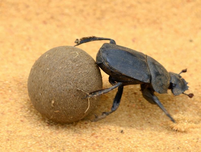 5 insectos con superpoderes reales