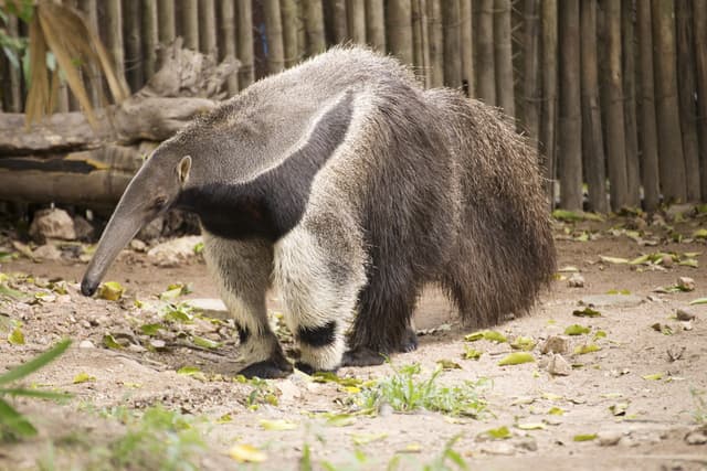 6 asombrosos datos sobre el oso hormiguero que te van a encantar