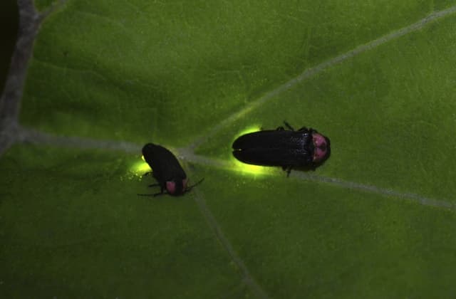 6 datos interesantes sobre las luciérnagas que no debes perderte