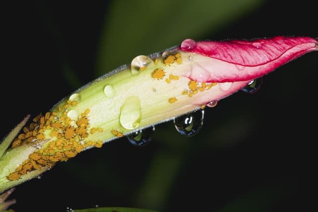 6 fascinantes curiosidades sobre los áfidos