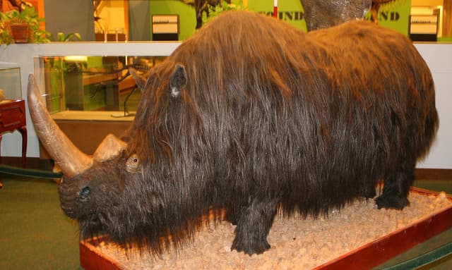 ¿De dónde provienen los rinocerontes lanudos?