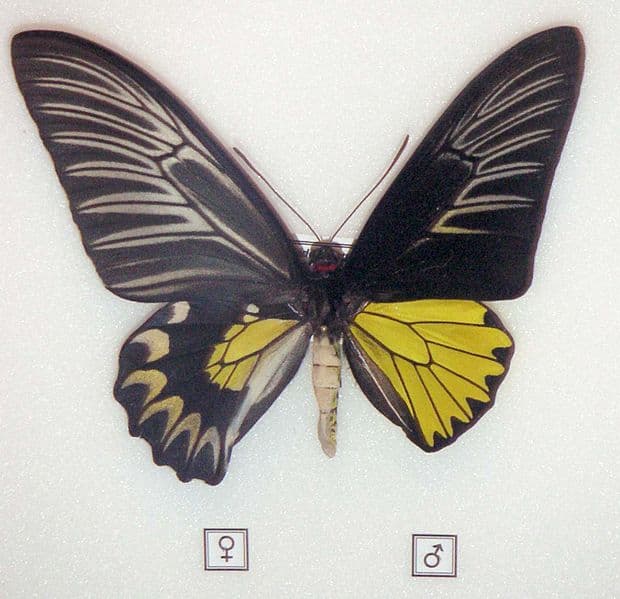 Ginandomorfos: Cuando los cromosomas se equivocan