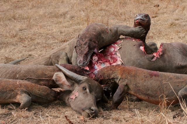 7 cosas sobre el dragón de Komodo que te sorprenderán