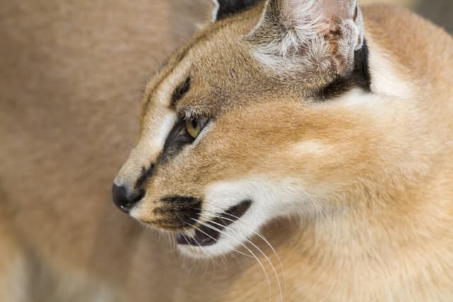 7 curiosidades sobre el fascinante gato dorado africano que de seguro llamarán tu atención