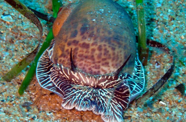 7 extraños caracoles que no querrás encontrar nunca