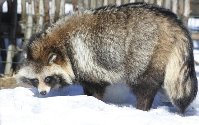 7 interesantes datos sobre el tanuki, el adorable perro mapache japonés