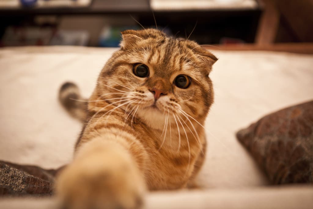 Vas a querer que tu gato cace su comida después de ver los resultados en esta investigación