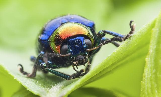 8 curiosidades sobre los escarabajos que seguramente desconoces
