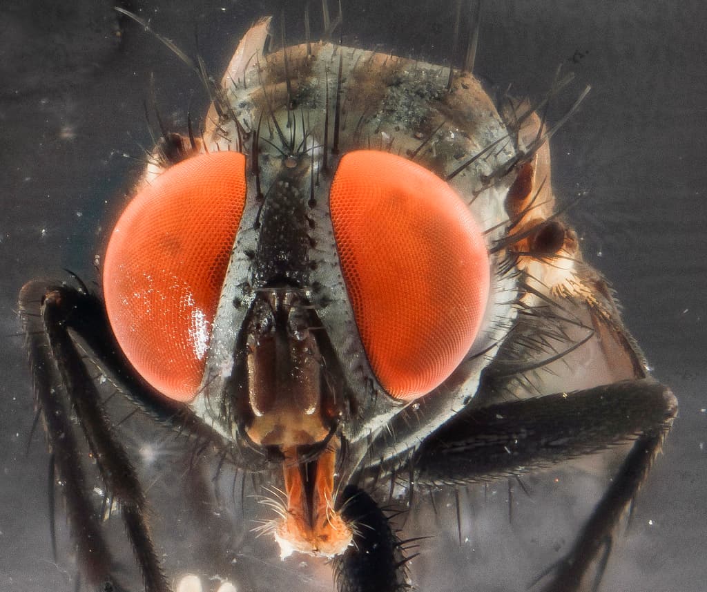 Investigadores logran imitar la visión de los insectos