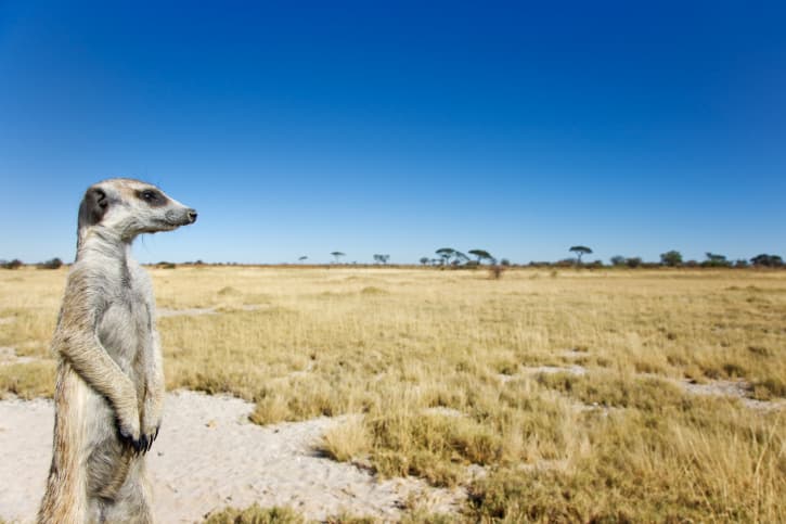 Reconocimiento de voz en los suricatos