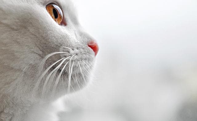 9 curiosos e interesantes datos sobre los felinos que no debes perderte