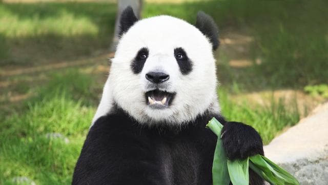 9 interesantes datos sobre los pandas gigantes que te sorprenderán y llenarán de ternura