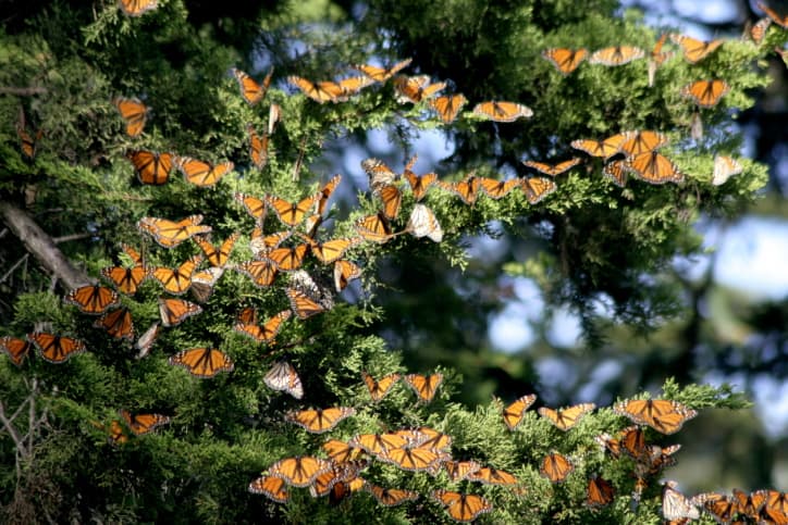 ¿A dónde migran las mariposas monarca?