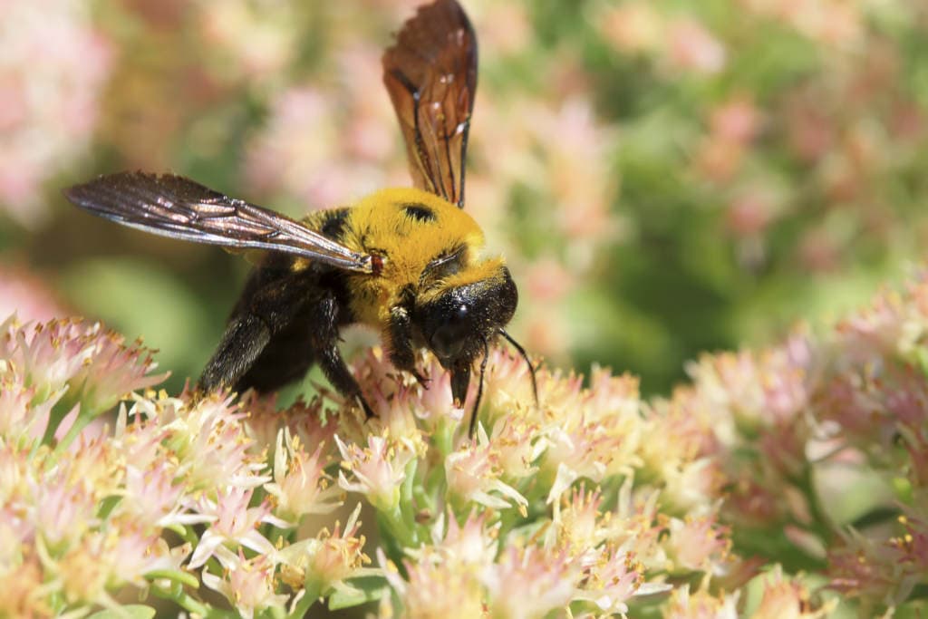 ¿A qué altura pueden volar los abejorros?