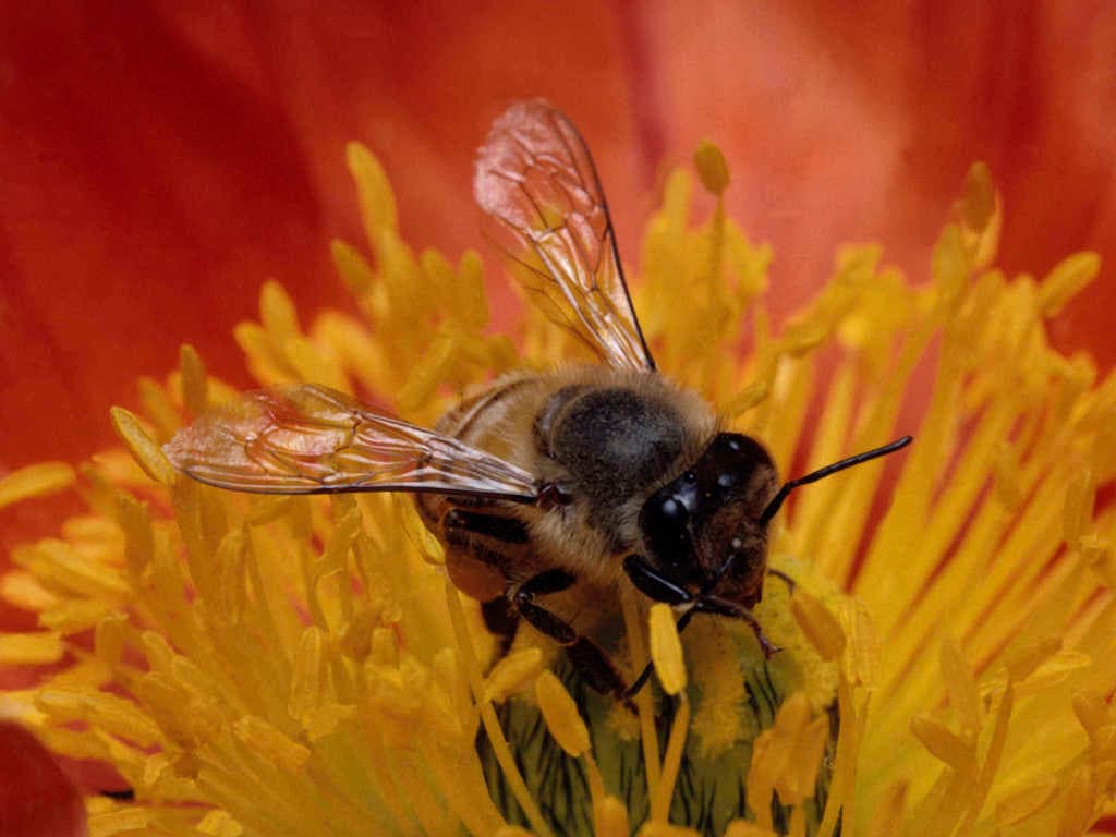 Abejas entrenadas pueden detectar el cáncer