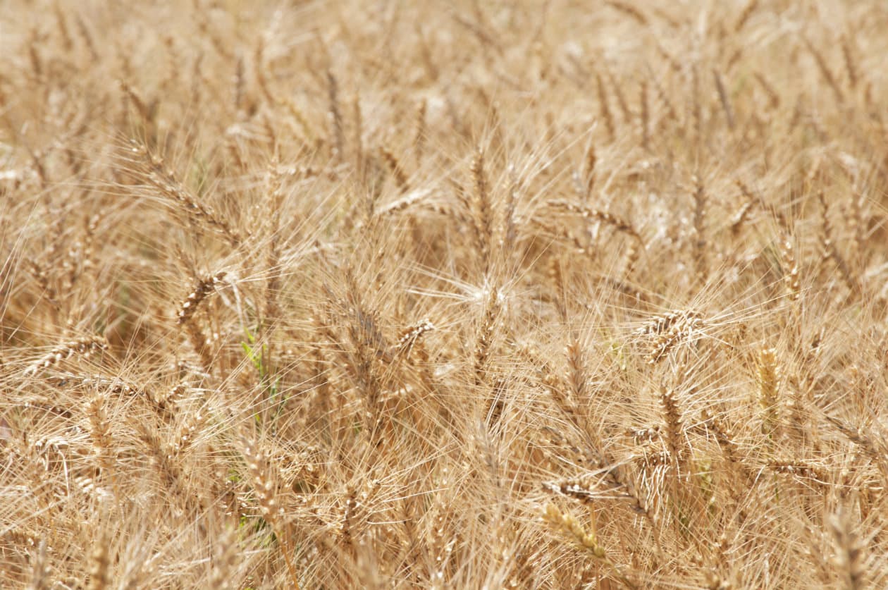 Albert Hofmann y el descubrimiento del LSD