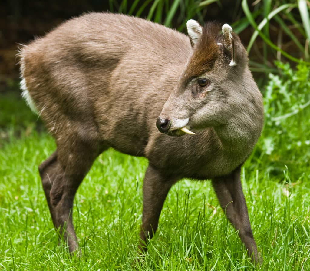 Animales curiosos: el ciervo con dientes de sable