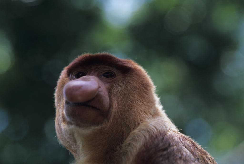 Animales curiosos: el mono narigudo