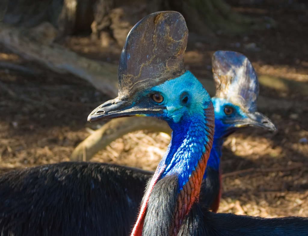 Aves curiosas: el Casuario de Ceram