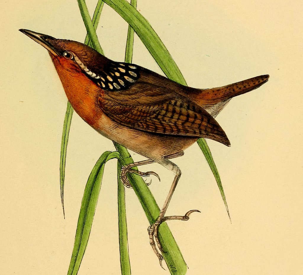 Aves curiosas: el extraordinario canto del Uirapuru