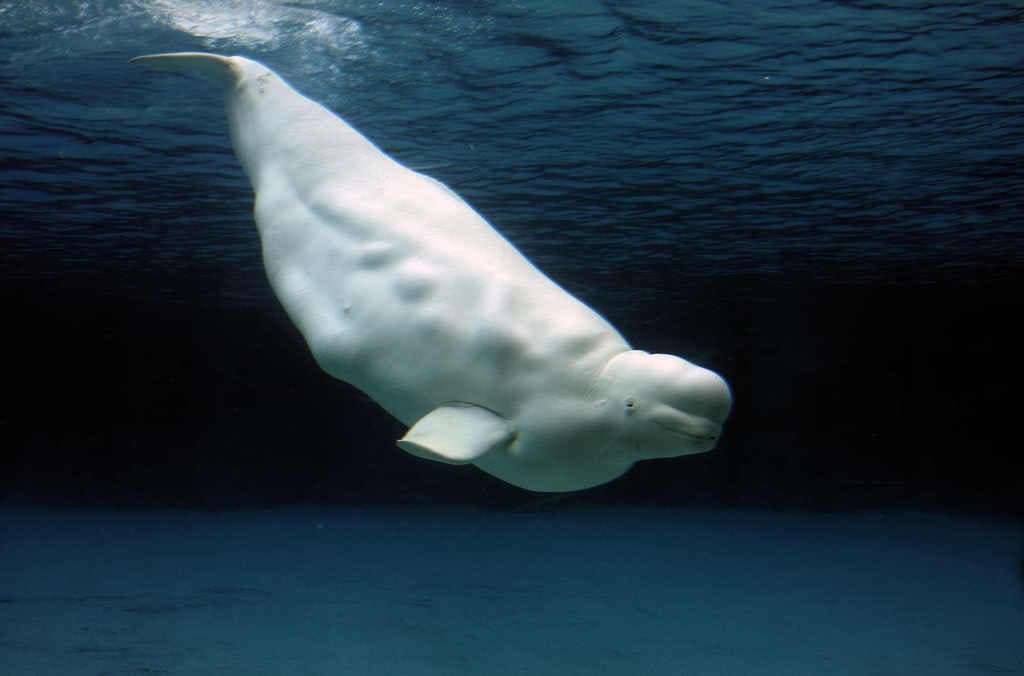 Características y curiosidades de las Belugas