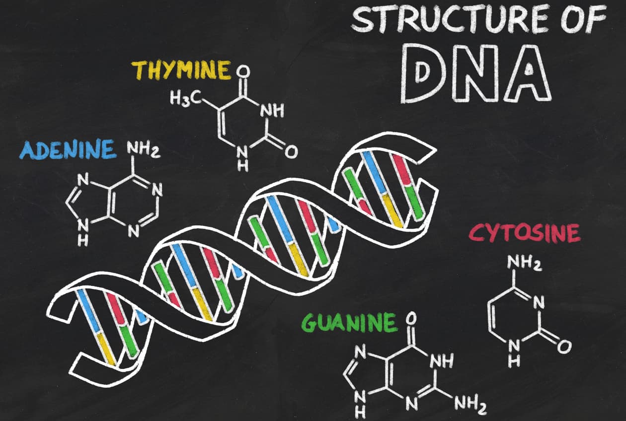 Científicos encuentran una cuádruple hélice de ADN