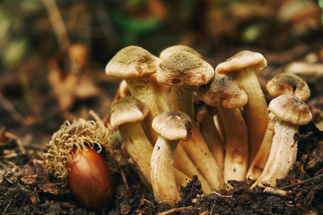 Cuatro personas fueron invitadas a almorzar y tres de ellas murieron inexplicablemente