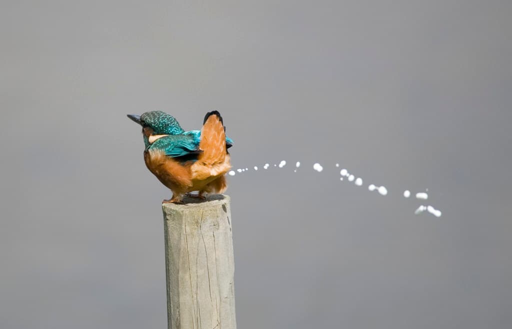 ¿Cómo orinan las aves?