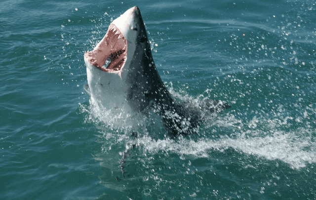 Esto que haces con frecuencia mata más personas que algunos deportes de alto riesgo (y que los tiburones)