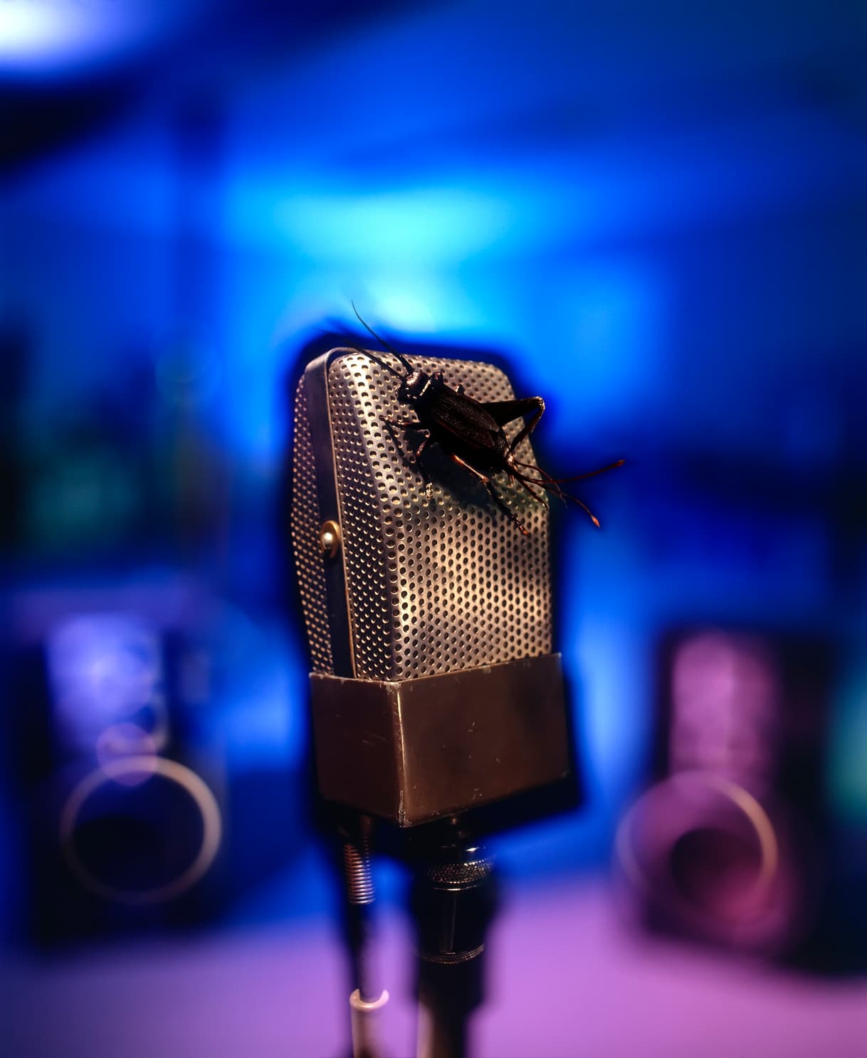 Como usar los grillos para calcular la temperatura