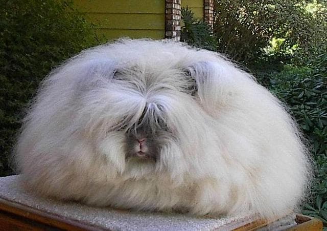 Conoce las fascinantes razas de conejos gigantes que existen, te sorprenderán