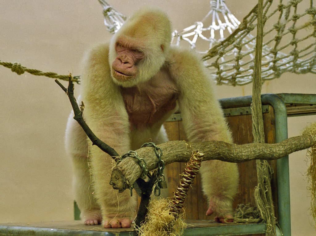 Copito de nieve, el gorila albino