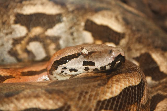 ¿Cuál es la diferencia entre una serpiente boa y una pitón?