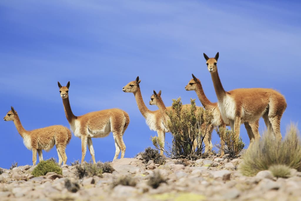 ¿Cuáles son los camélidos de América?