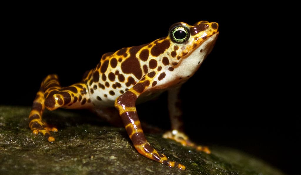 ¿Cuáles son realmente las diferencias entre los sapos y las ranas?