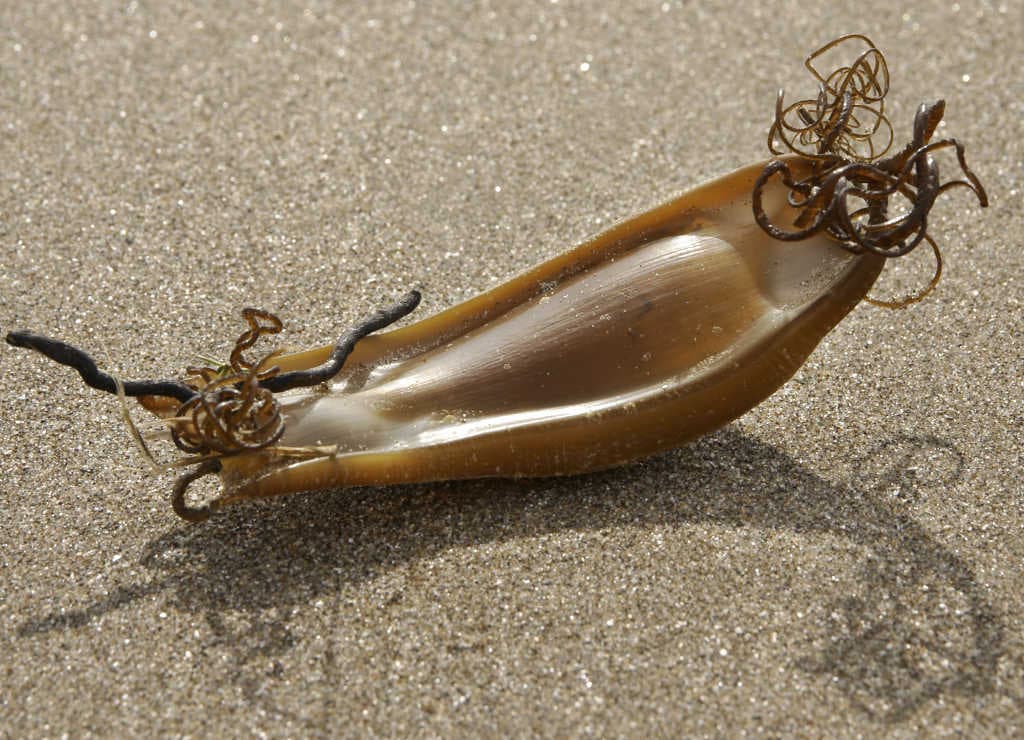 Curiosidades de la biología: los bolsos de sirena