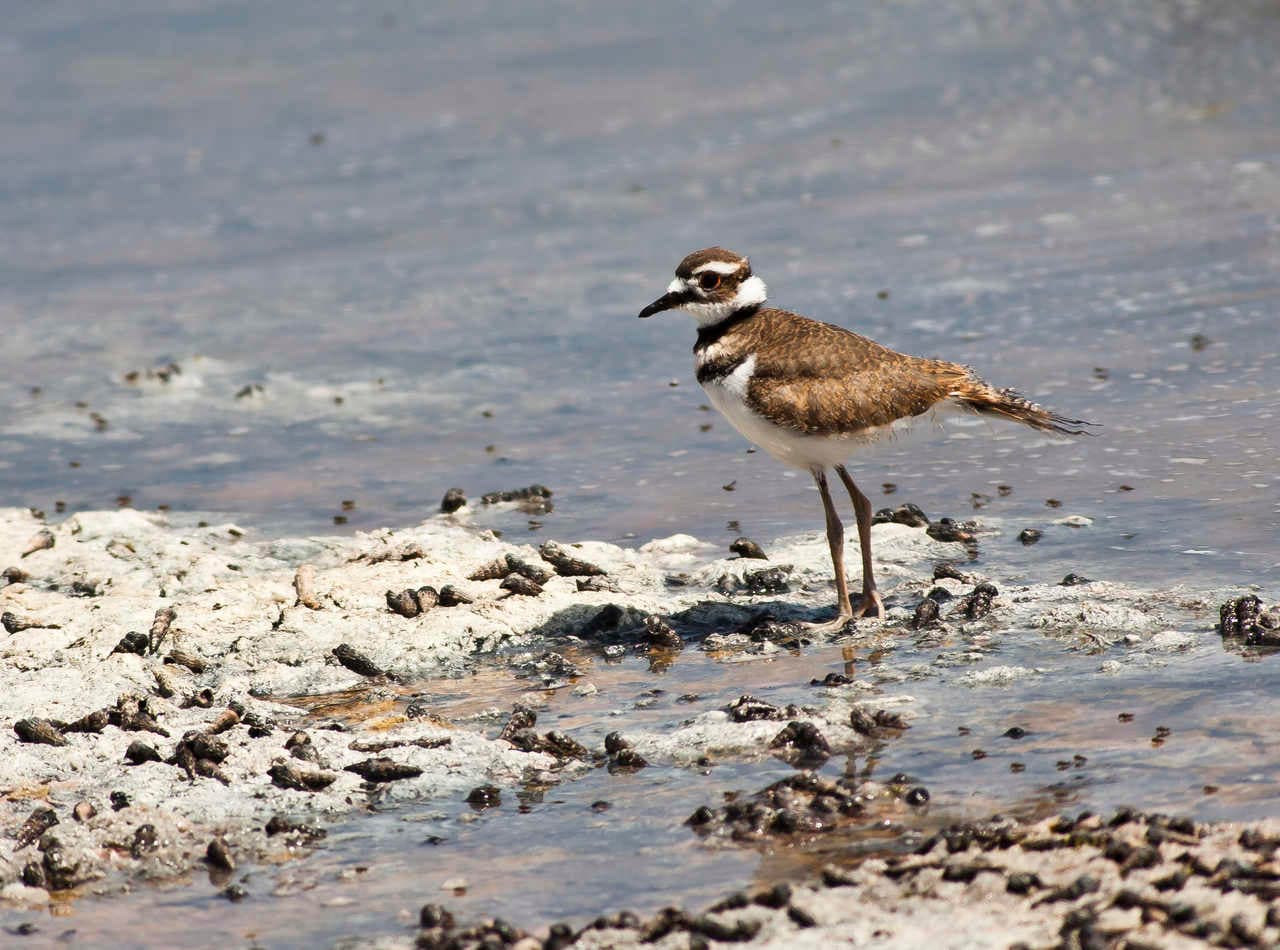 Del andar de los dinosaurios al vuelo de las aves