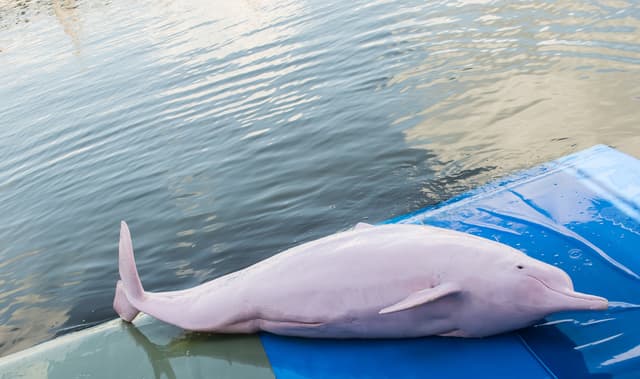 ¿Por qué el peculiar delfín nariz de botella rosa tiene ese color?