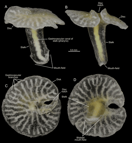 Dendrogramma: especies descubiertas que podrían revolucionar el árbol evolutivo