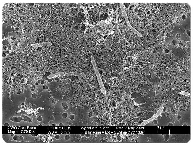 Descubren una bacteria que vive en el centro de la Tierra aislada de otras formas de vida