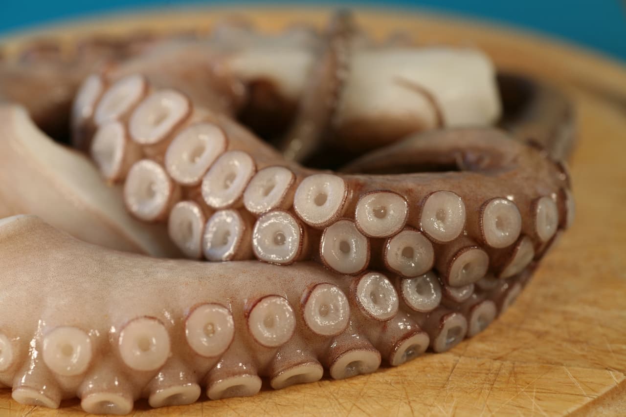 ¿Existió realmente el Kraken?