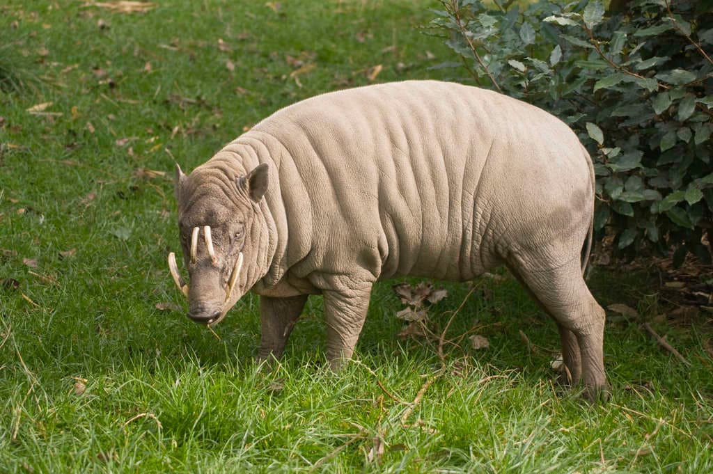 El babirusa: un cerdo salvaje y extraño
