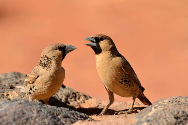 El nido de aves más grande del mundo