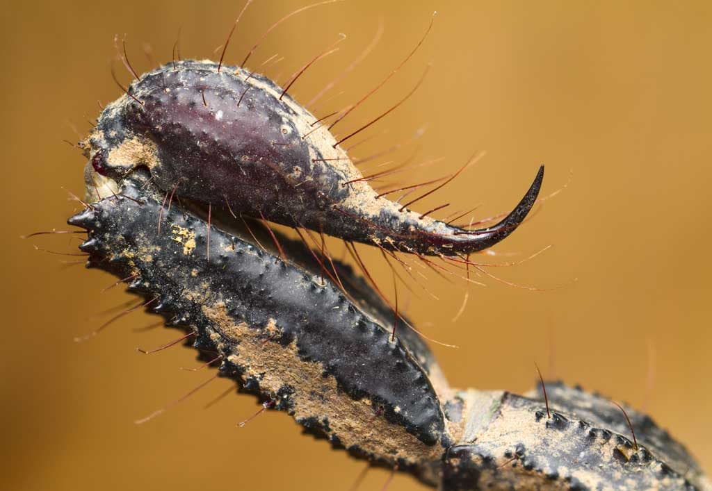 El veneno de escorpión y sus posibles usos médicos