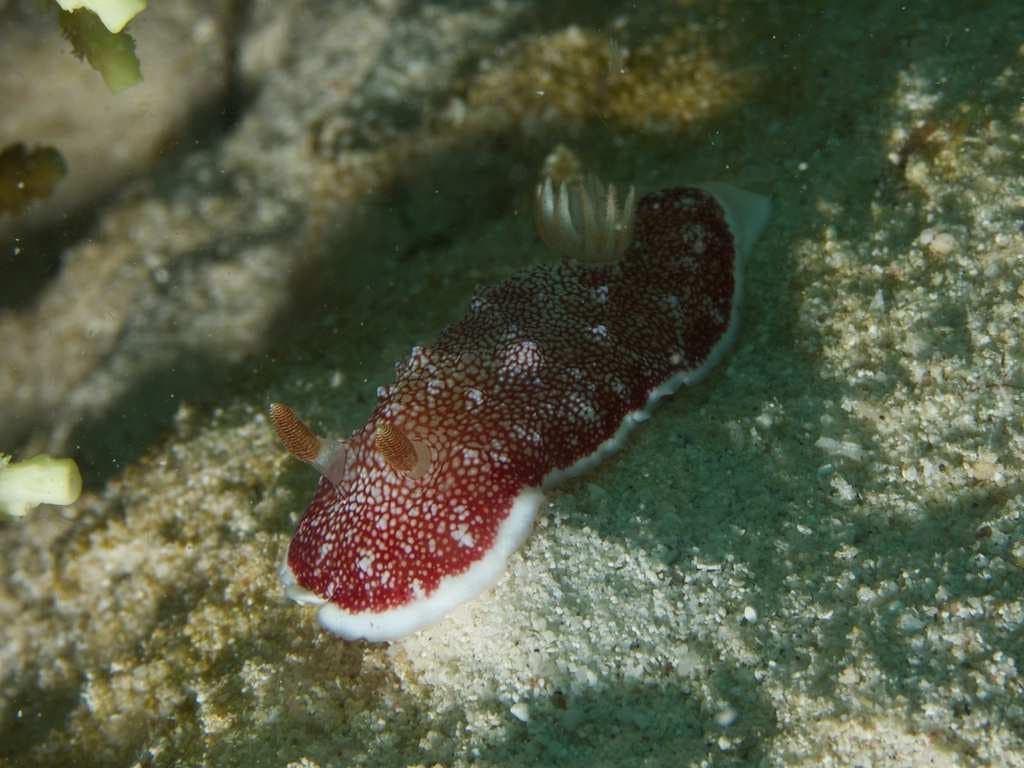 Estrategias de copulación: apuñalamiento y penes desechables en babosas marinas