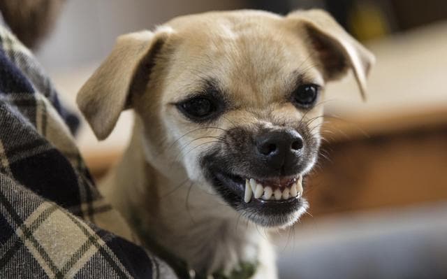 ¿Existen los celos en el resto de los animales?