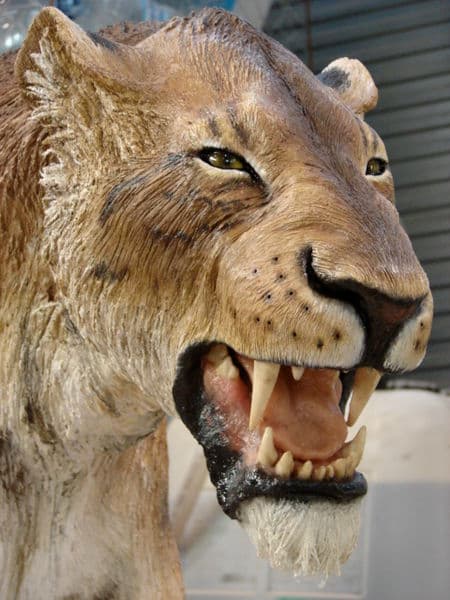 Tigres dientes de cimitarra descubiertos en Venezuela