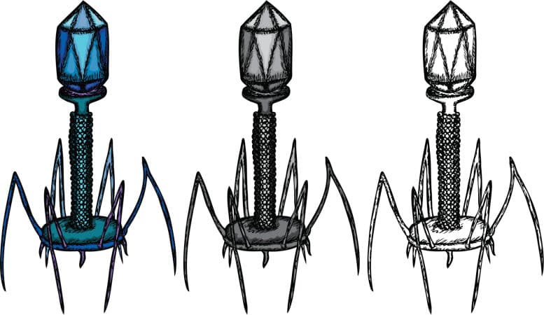 La antigua historia de los bacteriófagos